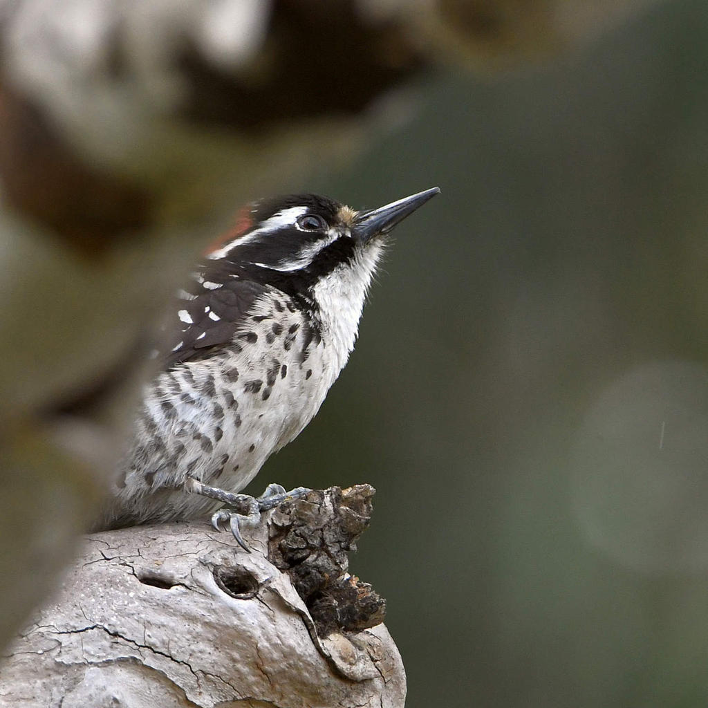 Woodpecker.jpg
