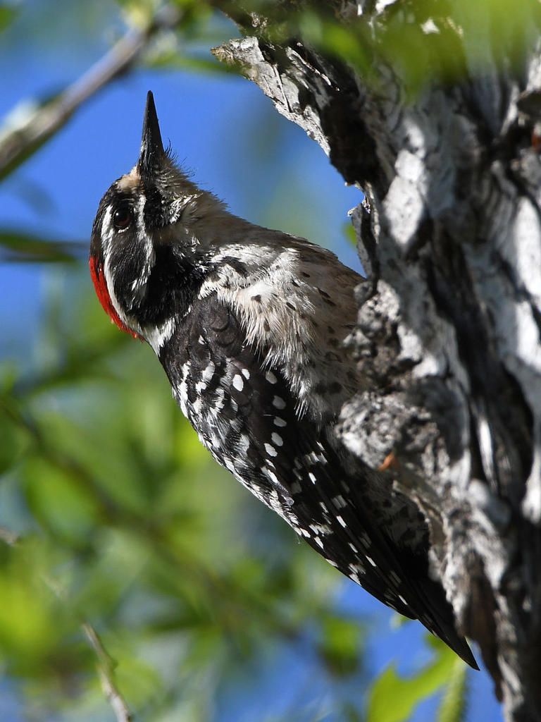 Woodpecker.jpg
