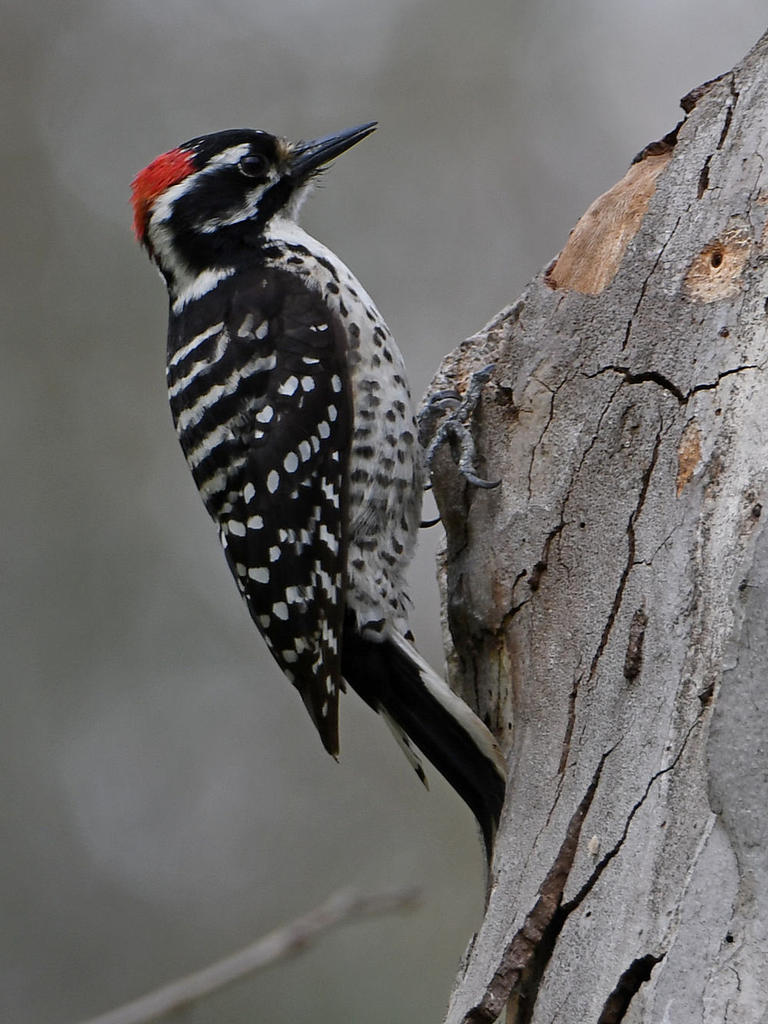 Woodpecker.jpg
