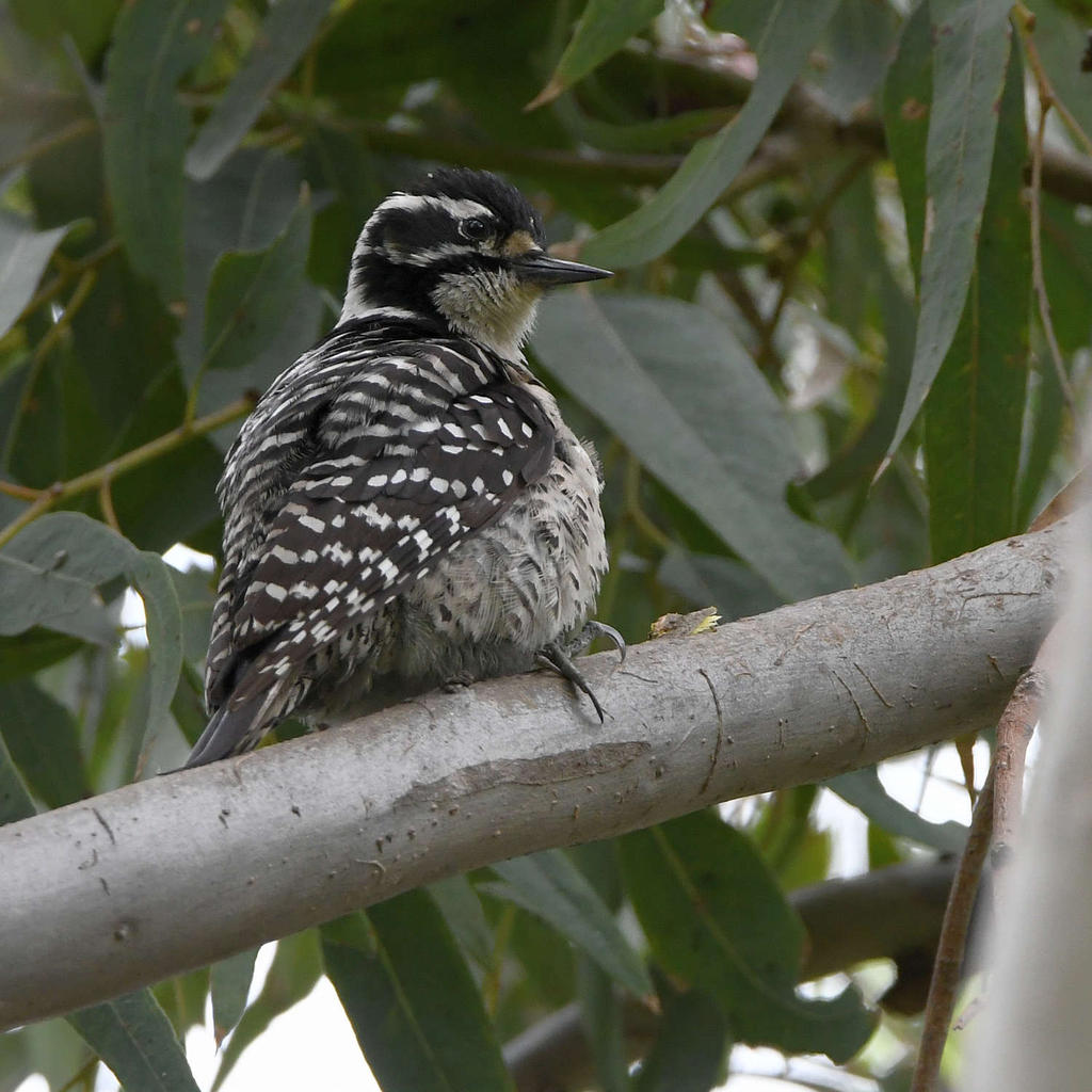 Woodpecker.jpg