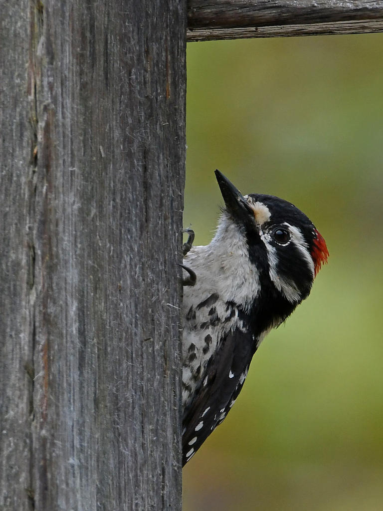 Woodpecker.jpg