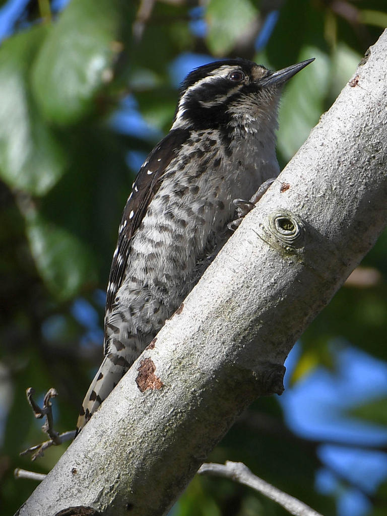 Woodpecker.jpg