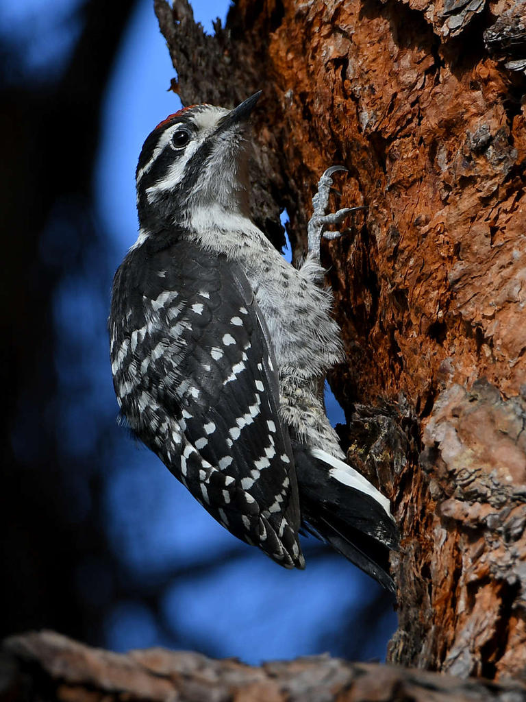 Woodpecker.jpg