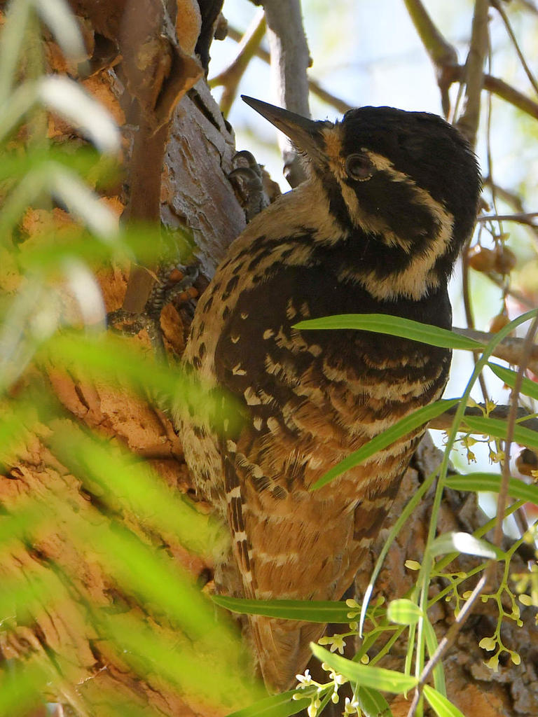 Woodpecker.jpg