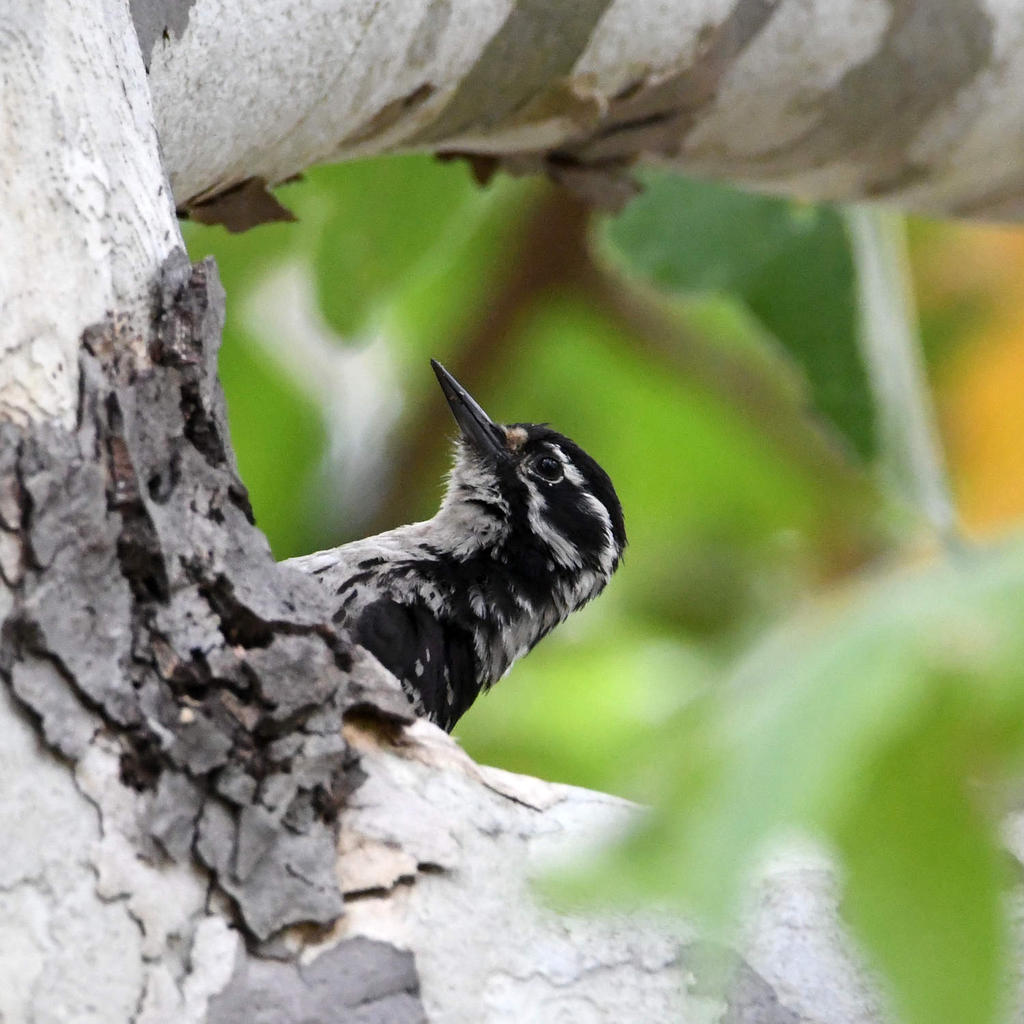 Woodpecker.jpg
