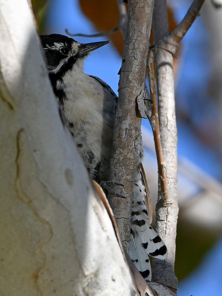 Woodpecker.jpg