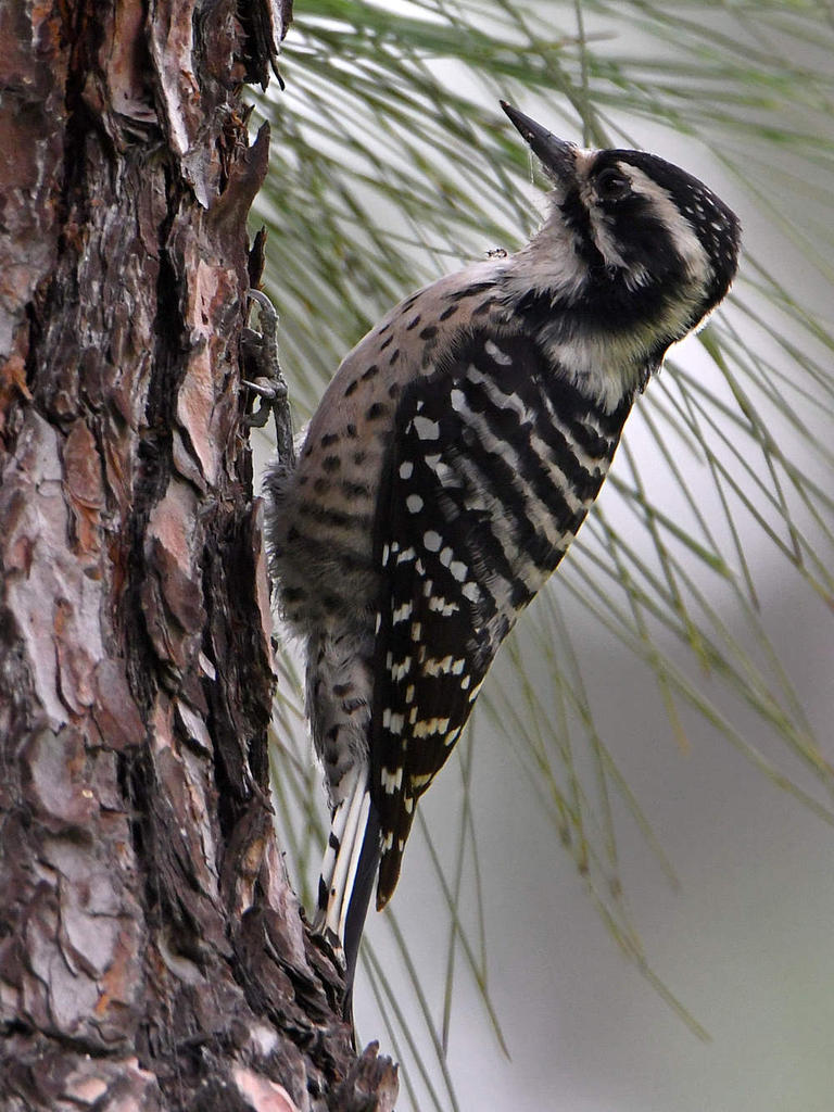 WoodPecker.jpg