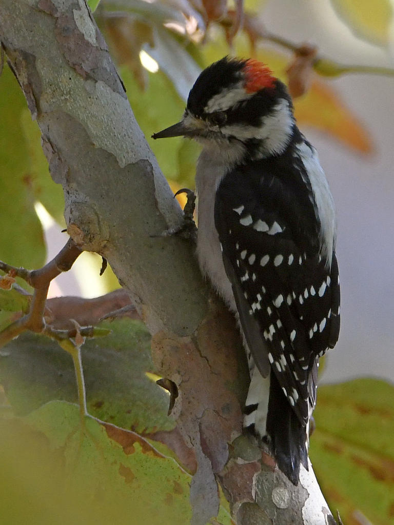 Woodpecker.jpg