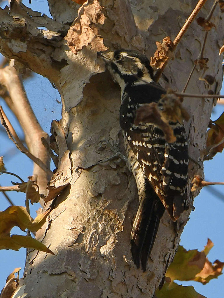 Woodpecker.jpg
