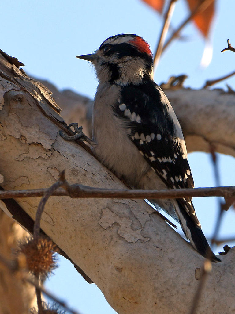 Woodpecker.jpg