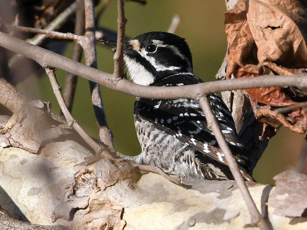 Woodpecker.jpg