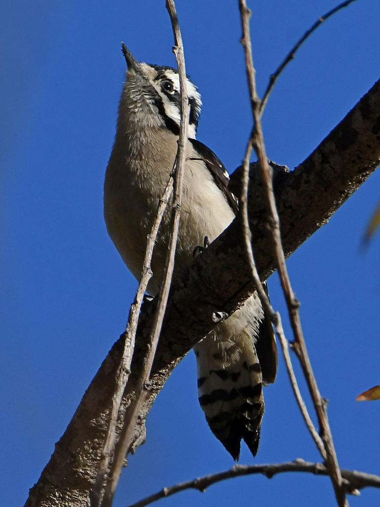 Woodpecker.jpg