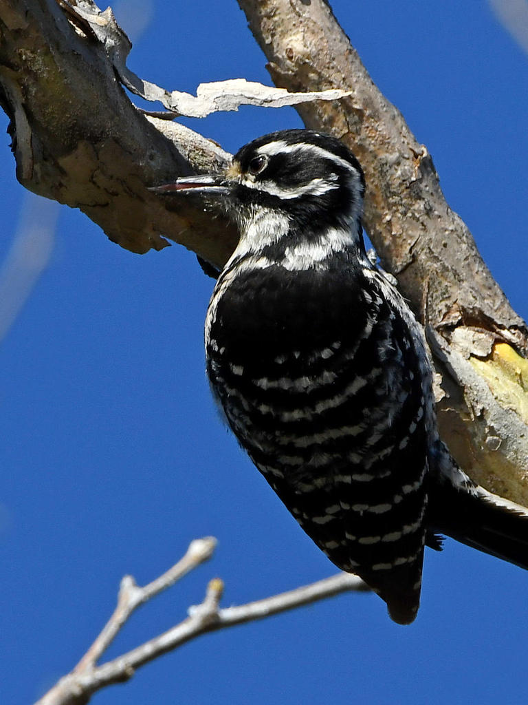 Woodpecker.jpg