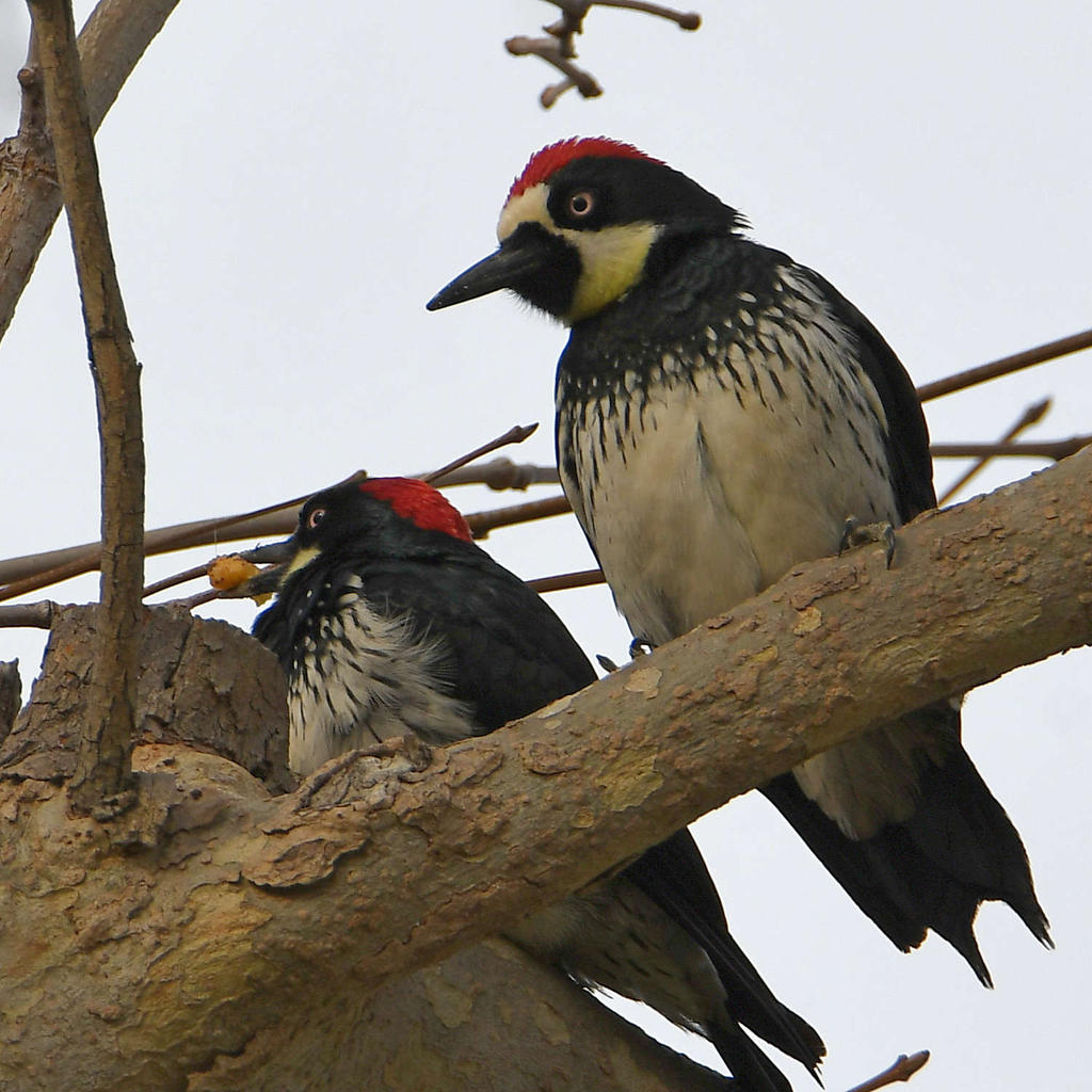 Woodpecker.jpg
