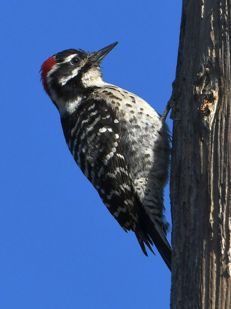 Woodpecker.jpg