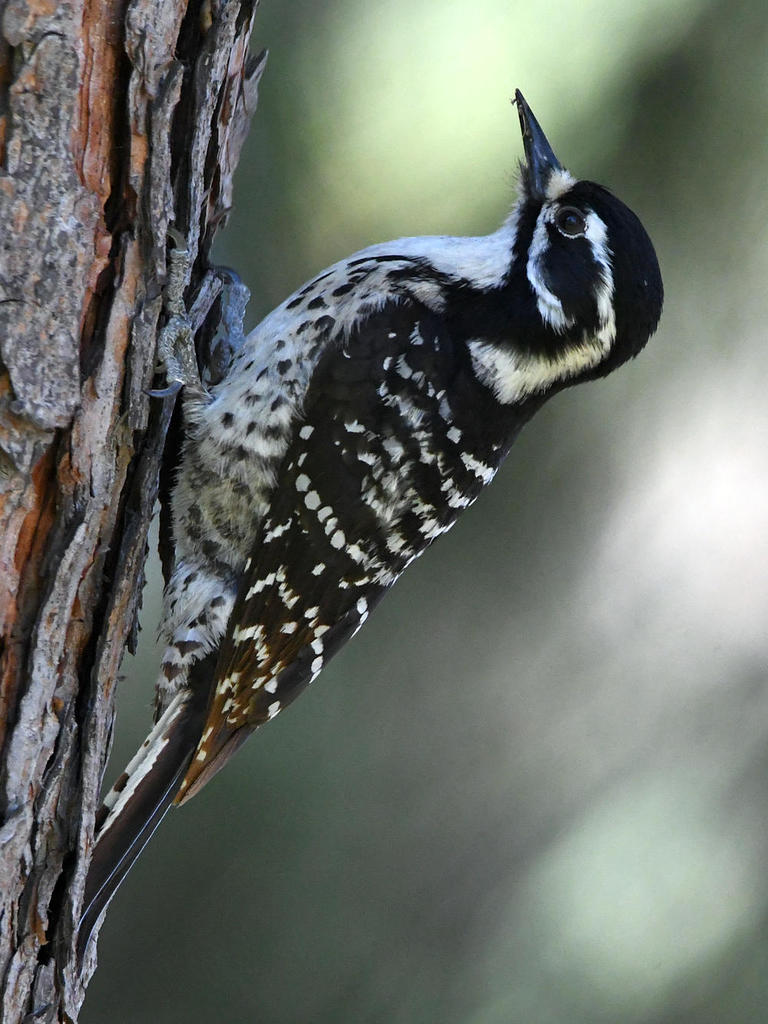 Woodpecker.jpg