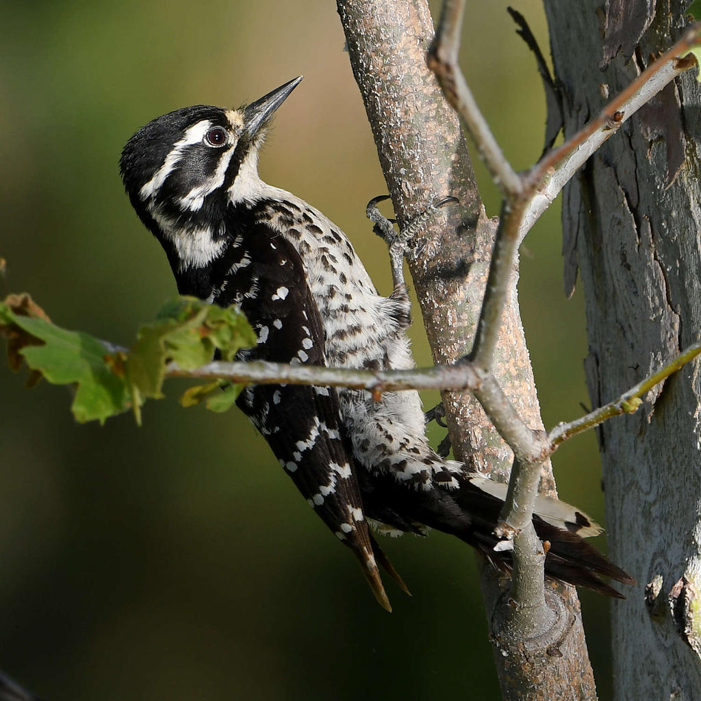 Woodpecker.jpg