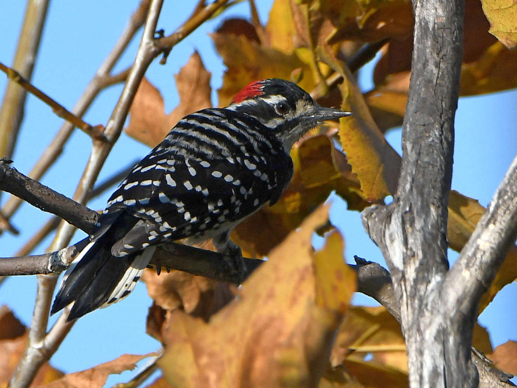 Woodpecker.jpg