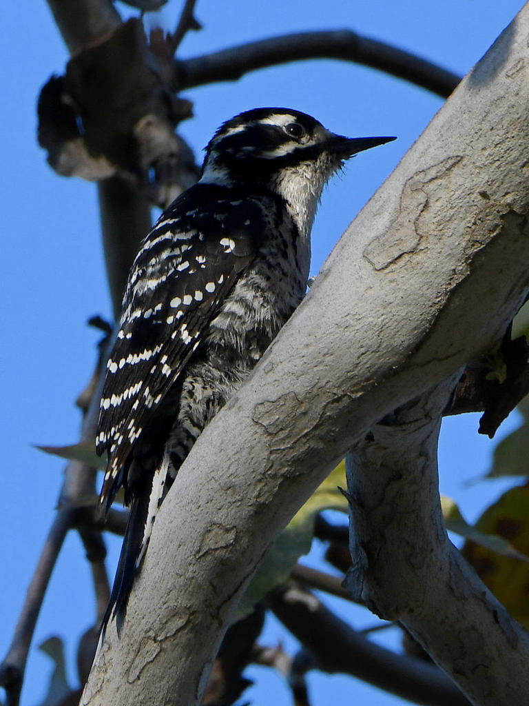 Woodpecker.jpg