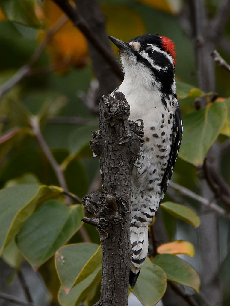 Woodpecker.jpg
