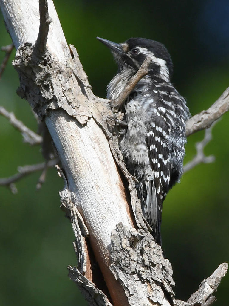Woodpecker.jpg