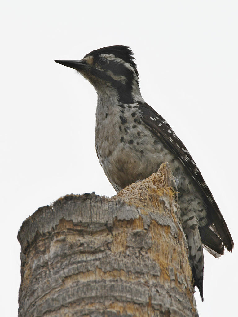 Woodpecker.jpg