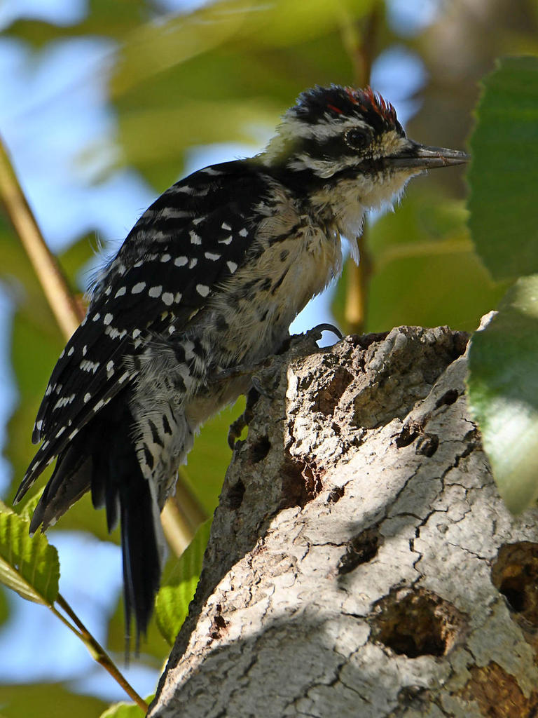 Woodpecker.jpg