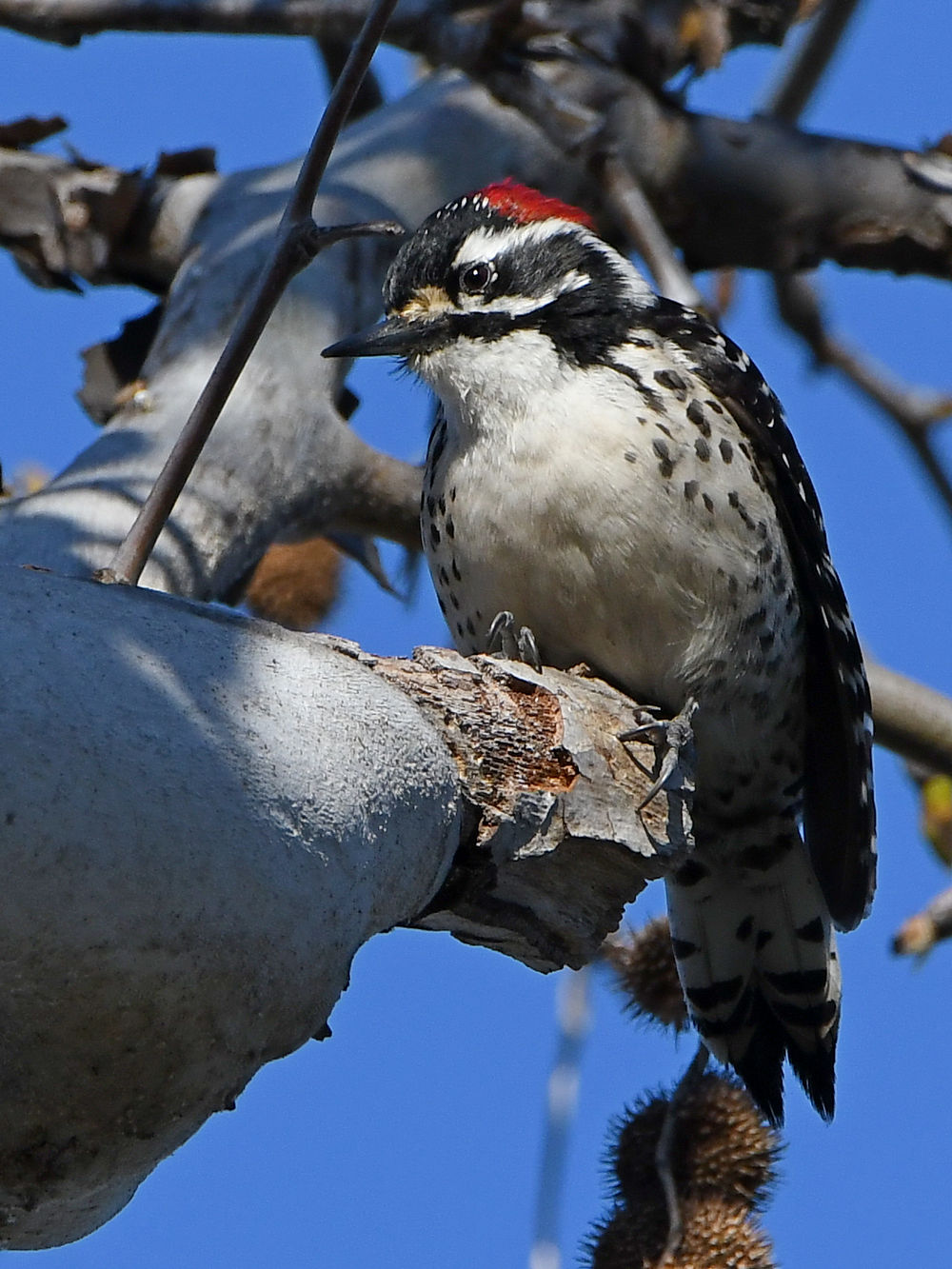 Woodpecker.jpg