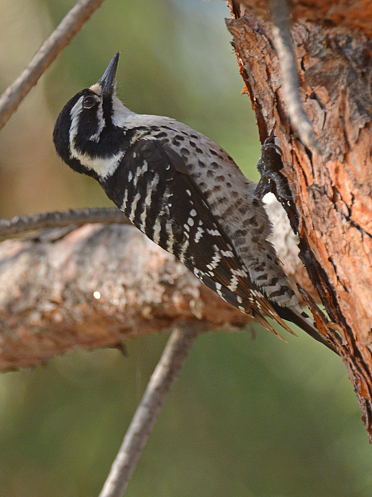 Woodpecker10.jpg