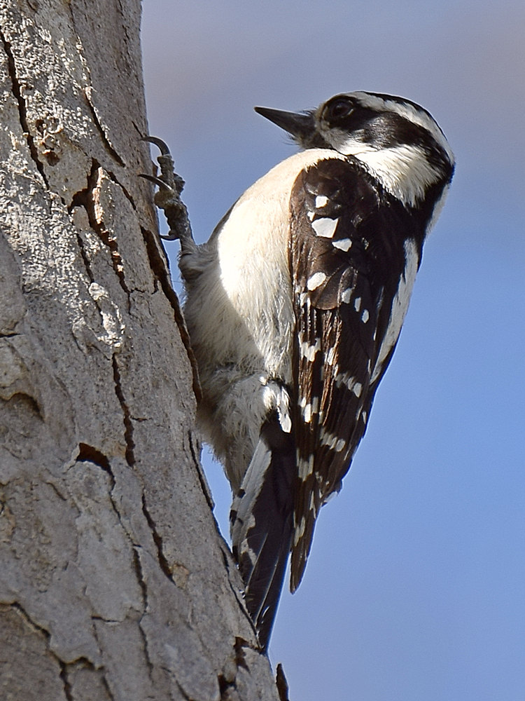 WoodPecker10.jpg