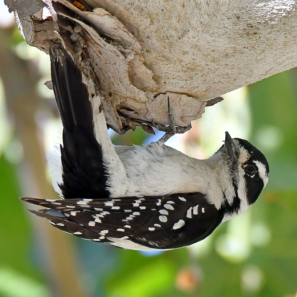 Woodpecker10.jpg