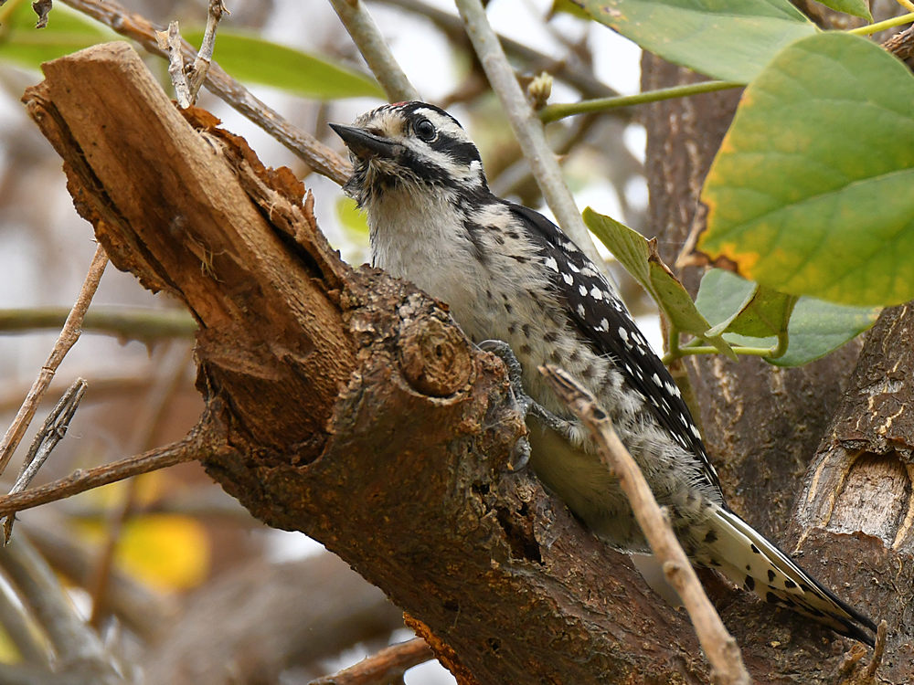 Woodpecker10.jpg