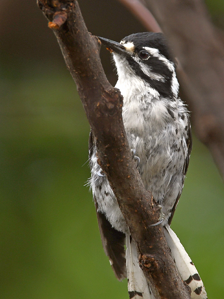 Woodpecker10.jpg