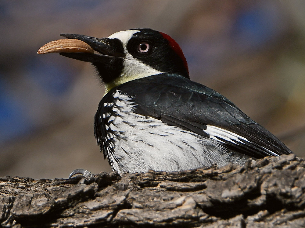 Woodpecker10.jpg
