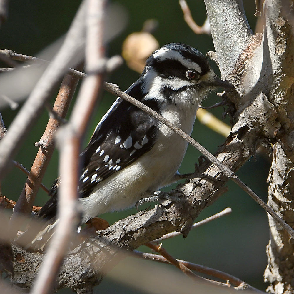 Woodpecker10.jpg