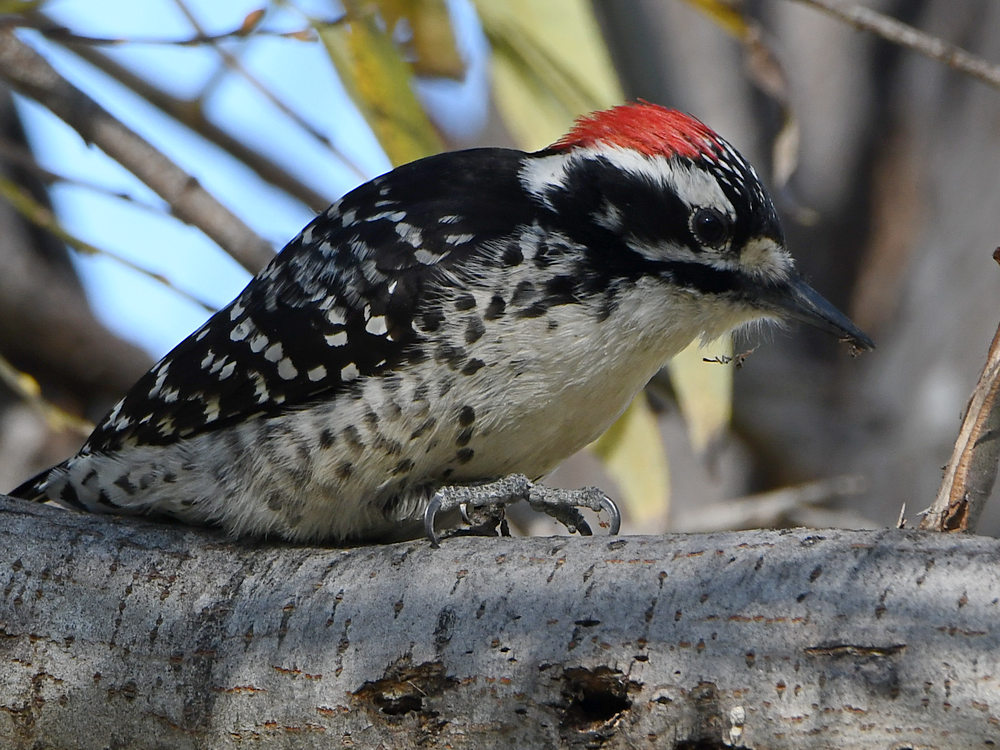 Woodpecker10.jpg