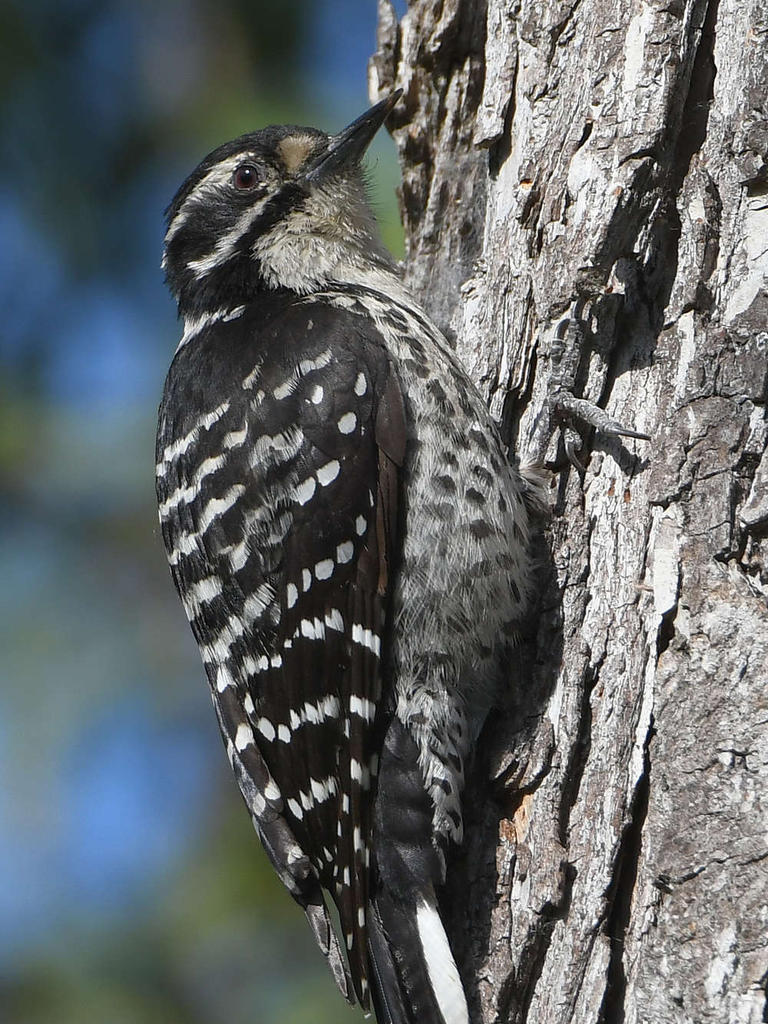 Woodpecker10.jpg