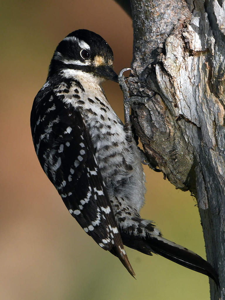 Woodpecker10.jpg