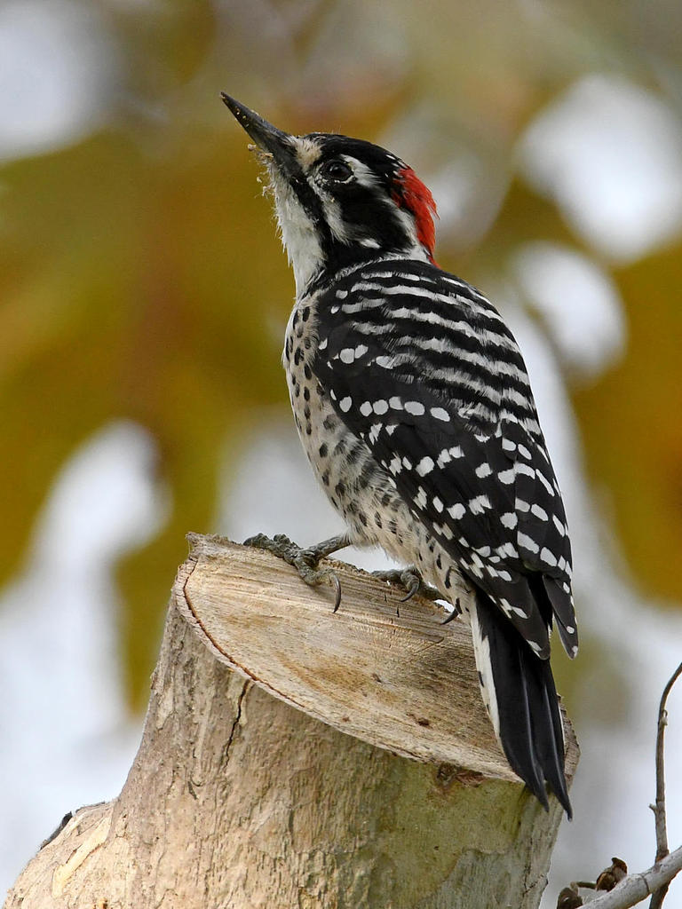 Woodpecker10.jpg