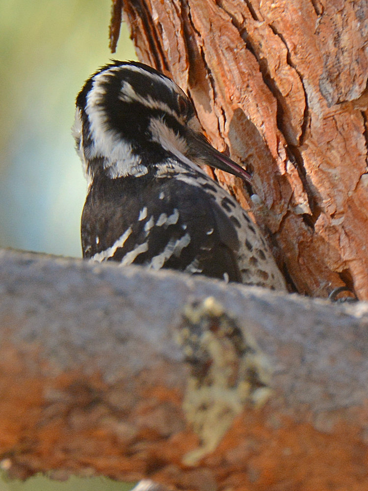 Woodpecker11.jpg