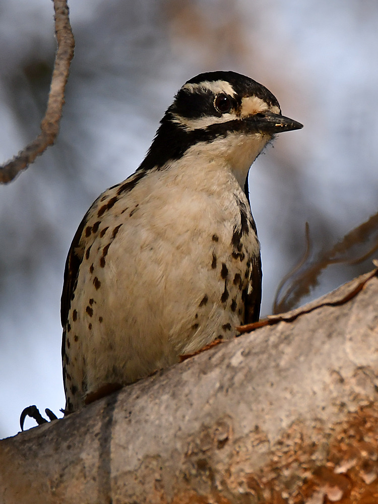 Woodpecker11.jpg