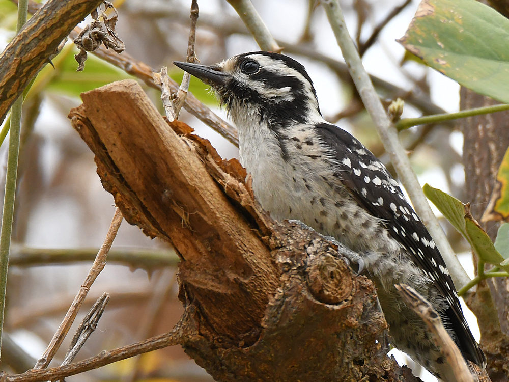 Woodpecker11.jpg