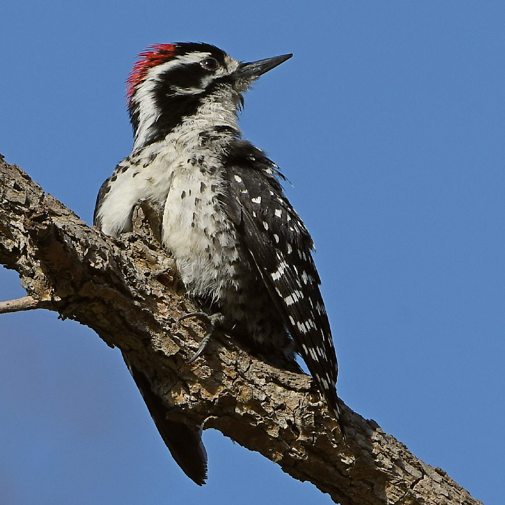 Woodpecker11.jpg