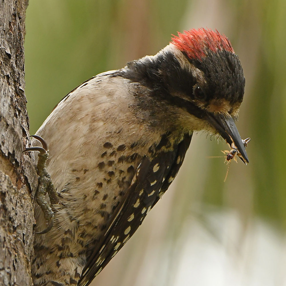 Woodpecker11.jpg