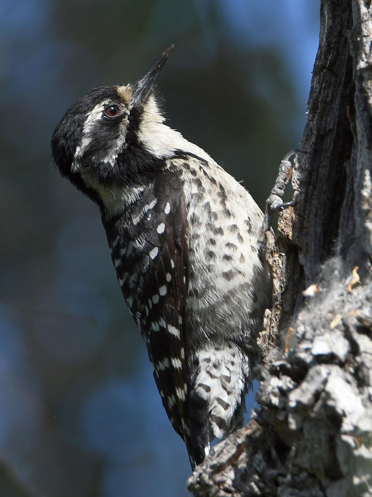 Woodpecker11.jpg