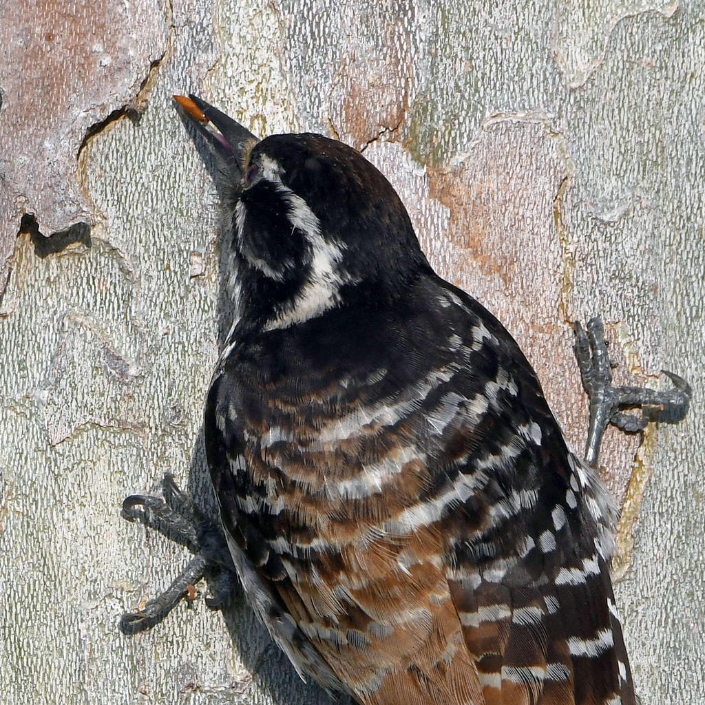 Woodpecker11.jpg