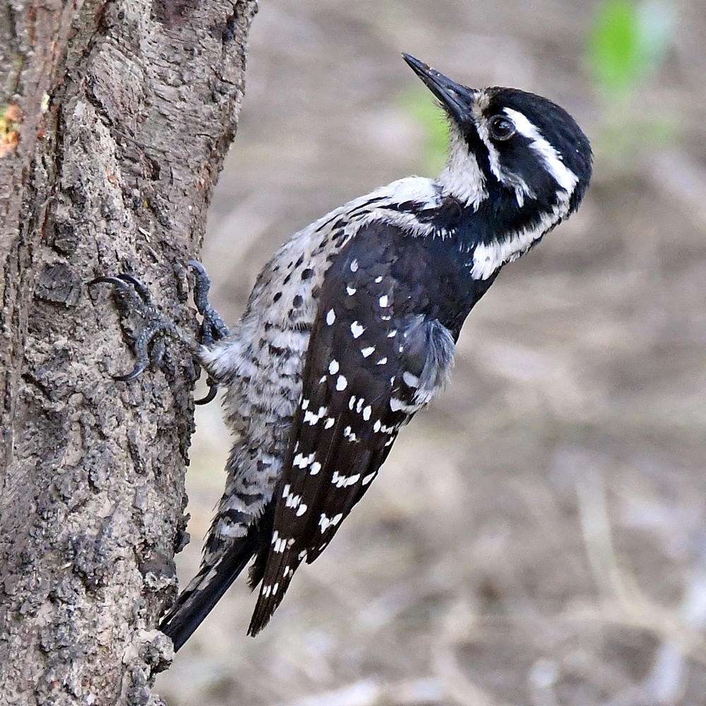 Woodpecker12.jpg