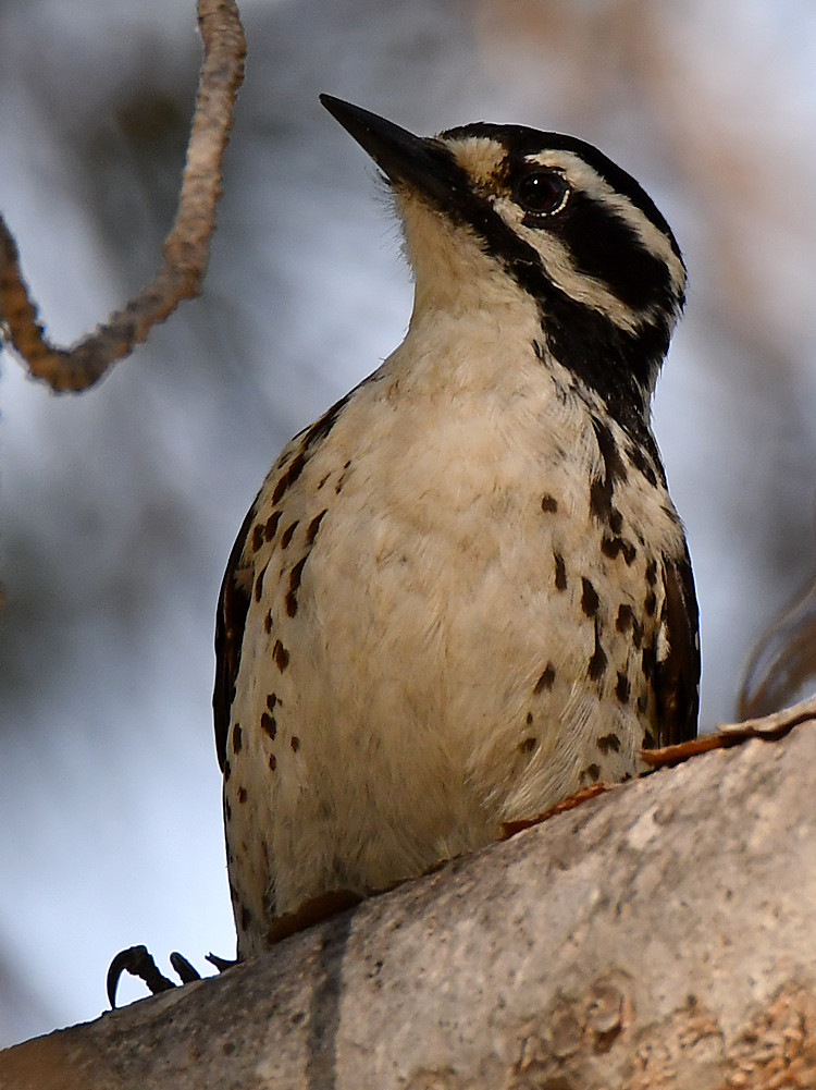 Woodpecker12.jpg