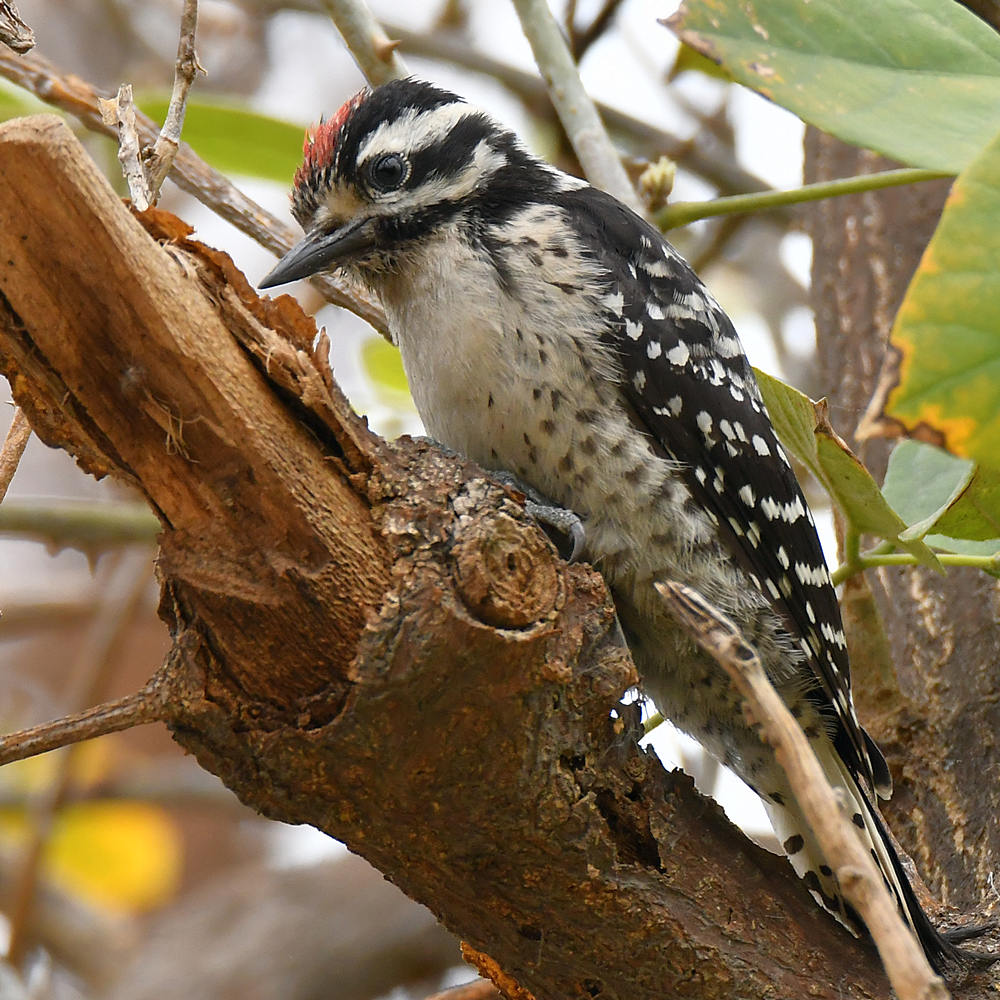 Woodpecker12.jpg