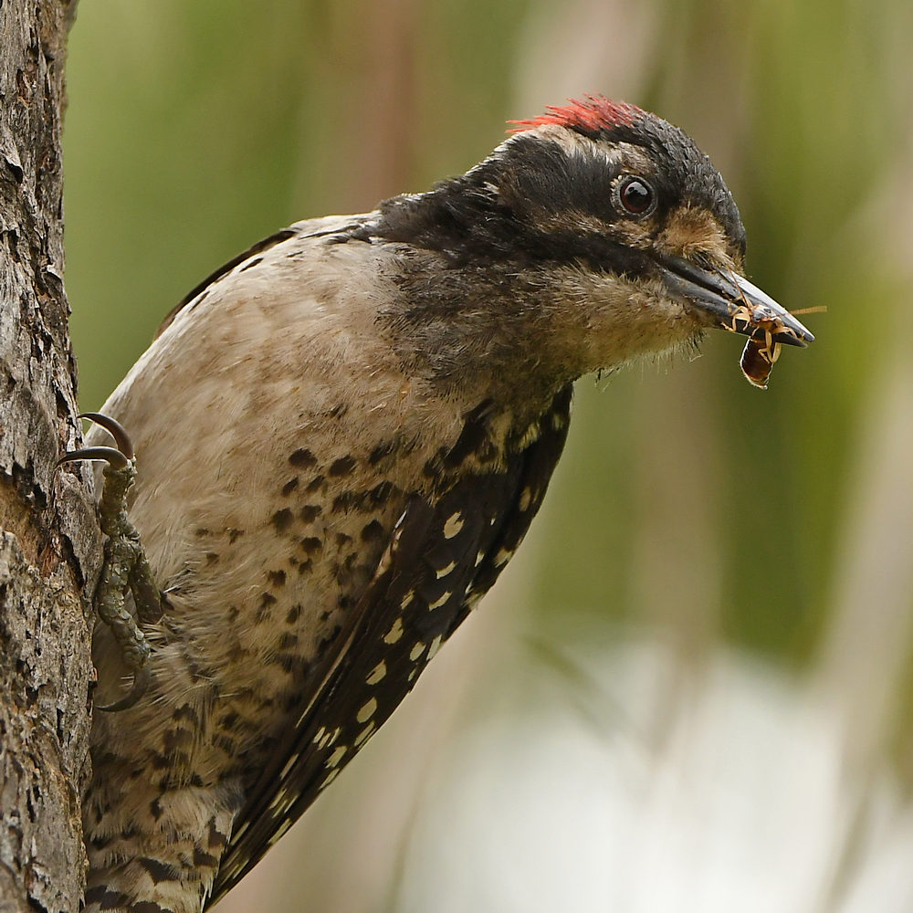 Woodpecker12.jpg